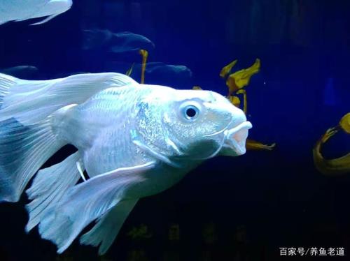 泰国鲫为什么总撞缸