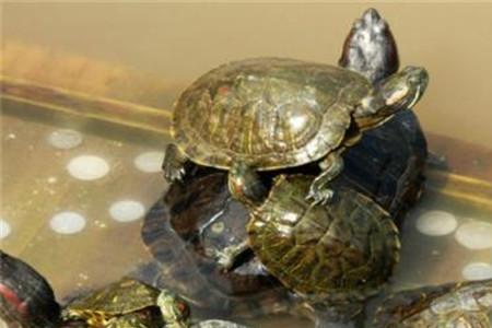 乌龟撒尿有什么讲究