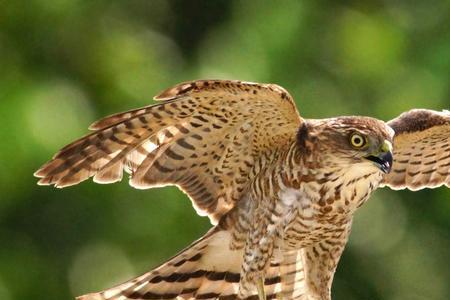 雀鹰在古代指什么尾巴的动物