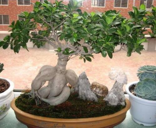 人参榕树移植后需要浇水吗