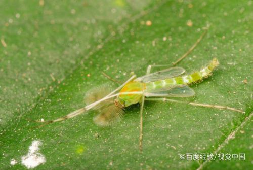 尖嘴蚊子的由来