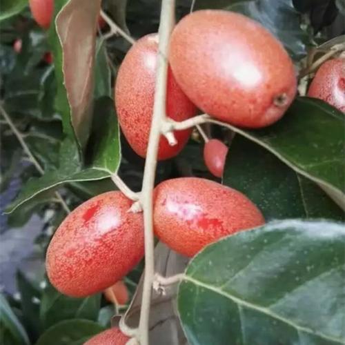 广东合适种植胡秃子吗
