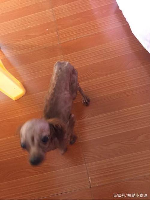 泰迪胡子剃了会怎么样