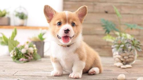 柯基犬喜欢什么声音