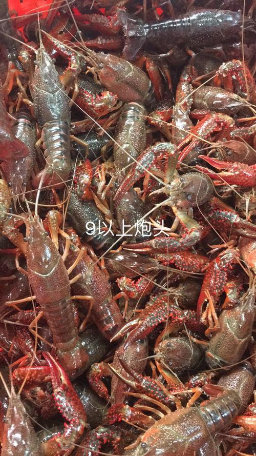 龙虾345规格是什么意思