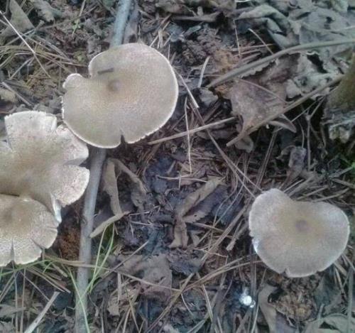 松树菇为什么有粘液