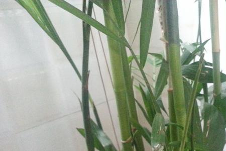 夏威夷竹叶子有白点