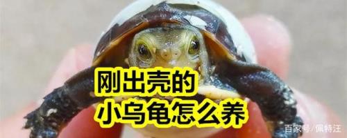 刚出壳小龟多少天开食