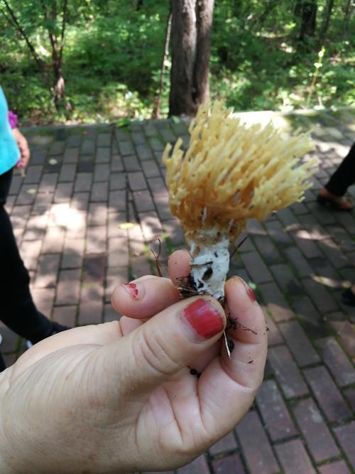 扫把菇的生长环境