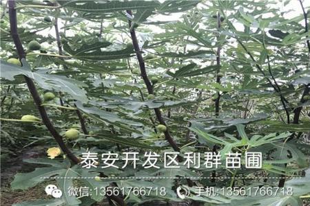 无花果布兰瑞克为何长得慢