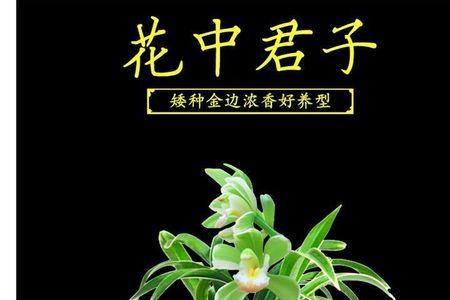 建兰凤凰冠兰花优缺点