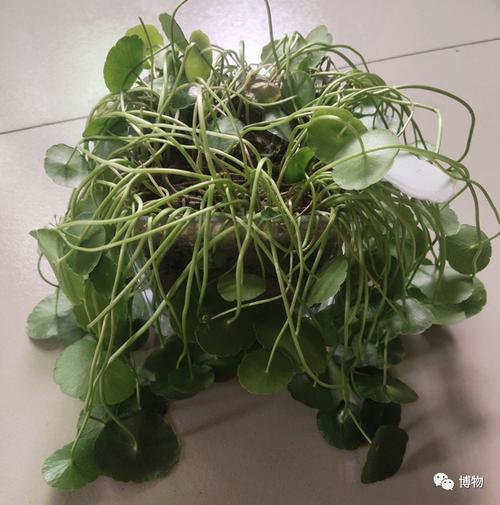 马蹄菜是碗莲叶吗