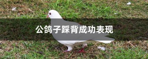 母鸽该下蛋时还让公鸽子踩背吗