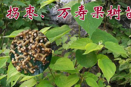 拐枣树种在院子哪个位置好