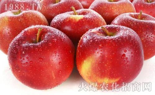 苹果上色期哪些杀菌剂不能用