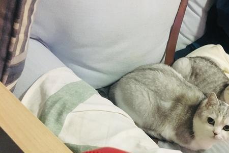 小猫来新家一直躲在角落叫