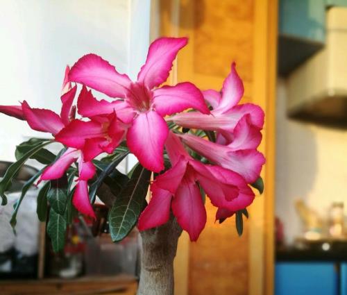 沙漠玫瑰炸花的原因