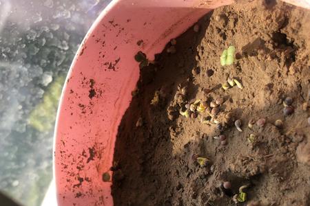 豆子种白菜的方法