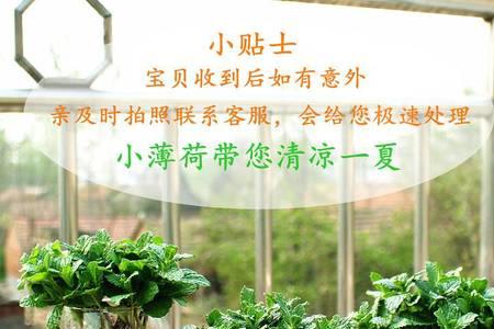 薄荷钓鱼的最佳配方