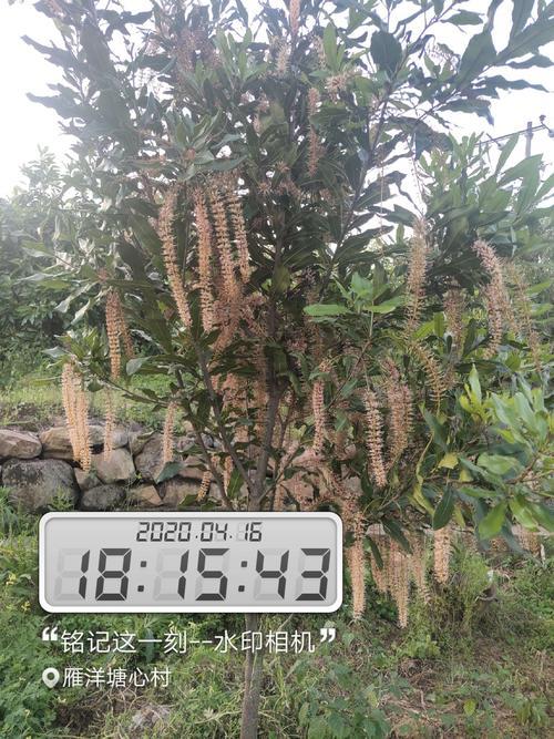 澳洲坚果几月开花开花是否流蜜