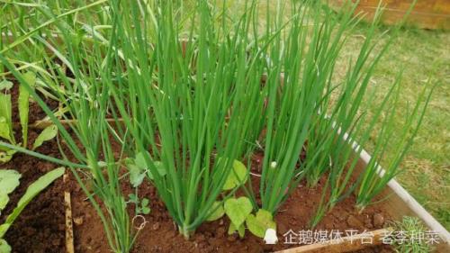 为什么留的葱头做种总是空的