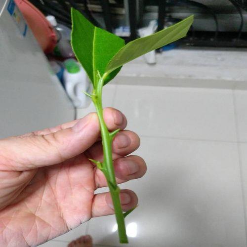 柠檬扦插苗要种几年才结果