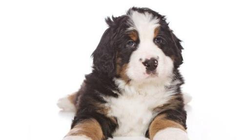 圣伯纳犬和伯恩山犬的区别