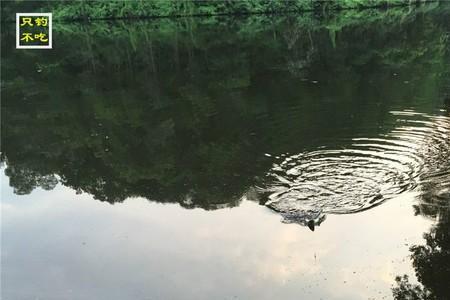 死水塘怎样钓鲫鱼