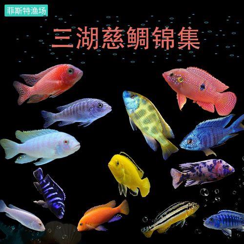 淡水鲷有几种