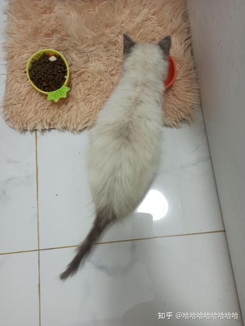 小猫的尾巴为什么总是下垂