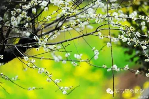 错过此季待来年的意思