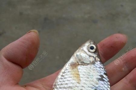 鲫鱼和鳑鲏的区别