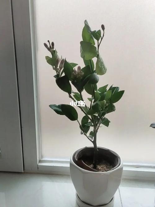 柠檬树苗移栽生根粉泡多久生根
