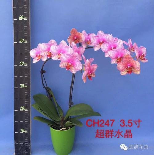 蝴蝶兰圣诞树能开多长时间