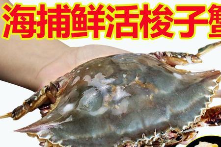 梭子蟹和海捕蟹的区别