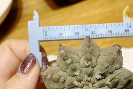 刺品是什么意思