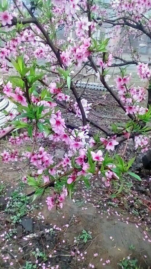 暖巷拾桃花是代表什么