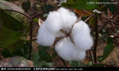 什么的棉花像什么