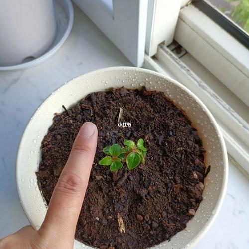 洋凤仙花能扦插吗
