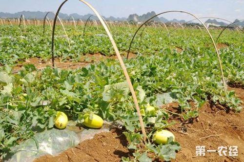 南方种露天香瓜几月份开始种