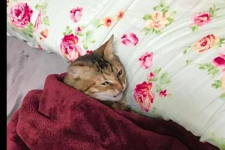 家里来客人猫咪就躲在被窝里