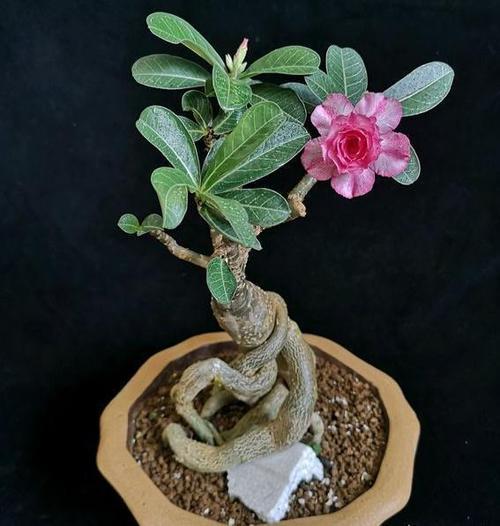 新手如何入手沙漠玫瑰