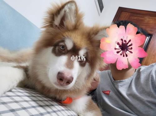 阿拉斯加的奇遇结局