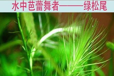 羽毛草鱼缸怎么养