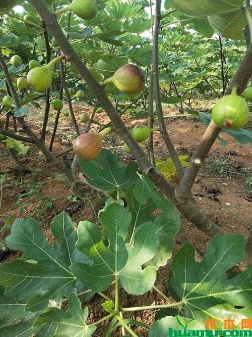 无花果种在背阴面还是向阳面
