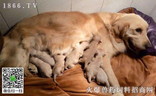 金毛怀孕最明显的征兆