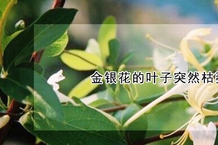 金银花树发芽就枯萎是怎么回事