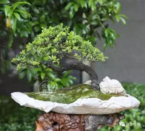 铁马鞭耐寒吗