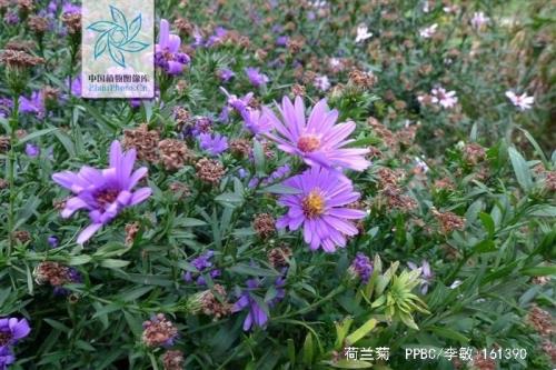 荷兰菊夏天需要叶片喷水吗