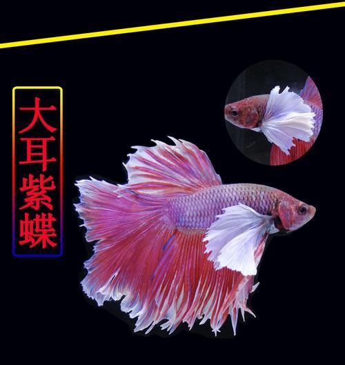 糖果斗鱼如何看品相